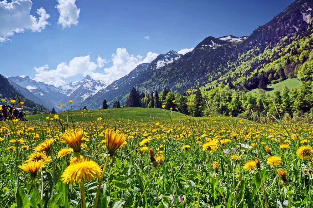 Gesundheit aus der Natur
